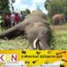 மின்சார வேலியில் சிக்கிய கொம்பன் யானை உயிரிழப்பு!