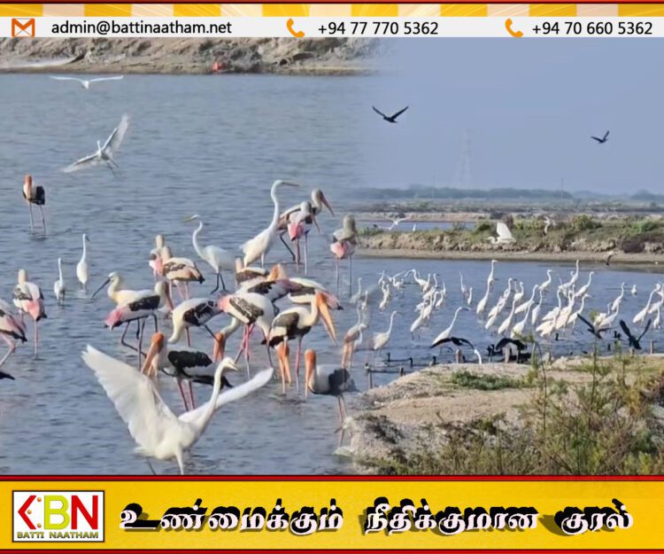 மன்னார் மாவட்டத்திற்கு வருகை தந்துள்ள புலம்பெயர் பறவைகள்