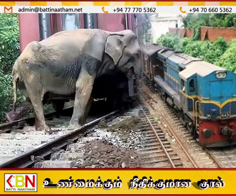 கல்ஓயா பகுதியில் யானைகளை மோதி தள்ளிய ரயில்; சாரதி தொடர்பில் வெளியான தகவல்