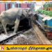 கல்ஓயா பகுதியில் யானைகளை மோதி தள்ளிய ரயில்; சாரதி தொடர்பில் வெளியான தகவல்
