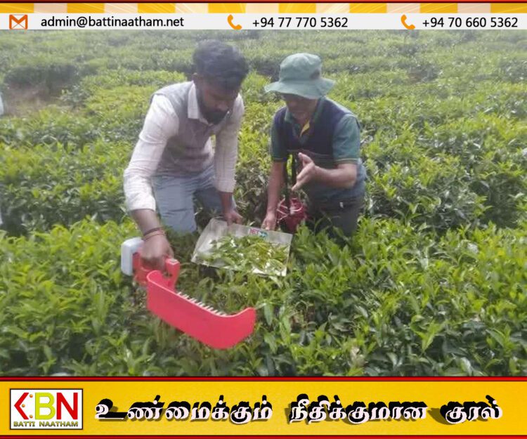 இயந்திரமயப்படுத்தப்பட்ட தேயிலை அறுவடை; தோட்டத் தொழிலாளர்களுக்கு பயிற்சி