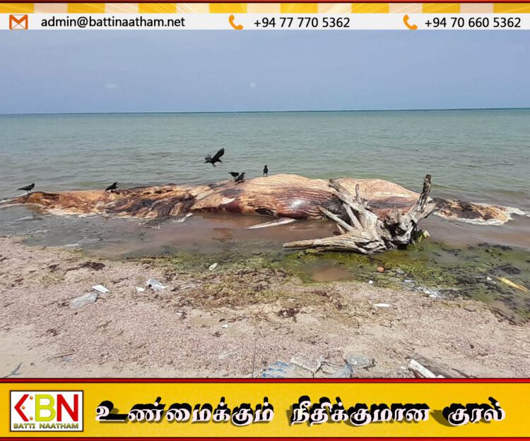 யாழில் இறந்த நிலையில் கரை ஒதுங்கியுள்ள திமிங்கிலம்