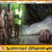 மரக்கிளை முறிந்து விழுந்ததில் பெண் ஒருவர் உயிரிழப்பு