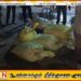 வவுனியாவில் சுகாதார வசதிகளின்றி கடத்தப்பட்ட 550 கிலோ மாட்டிறைச்சி கைப்பற்றல்