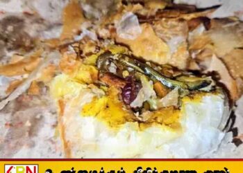 சிக்கன் பப்ஸில் இறந்த நிலையில் கிடந்த பாம்பு