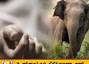 மட்டு மகிழவெட்டுவான் பகுதியில் யானை தாக்கி இளம் தாய் உயிரிழப்பு