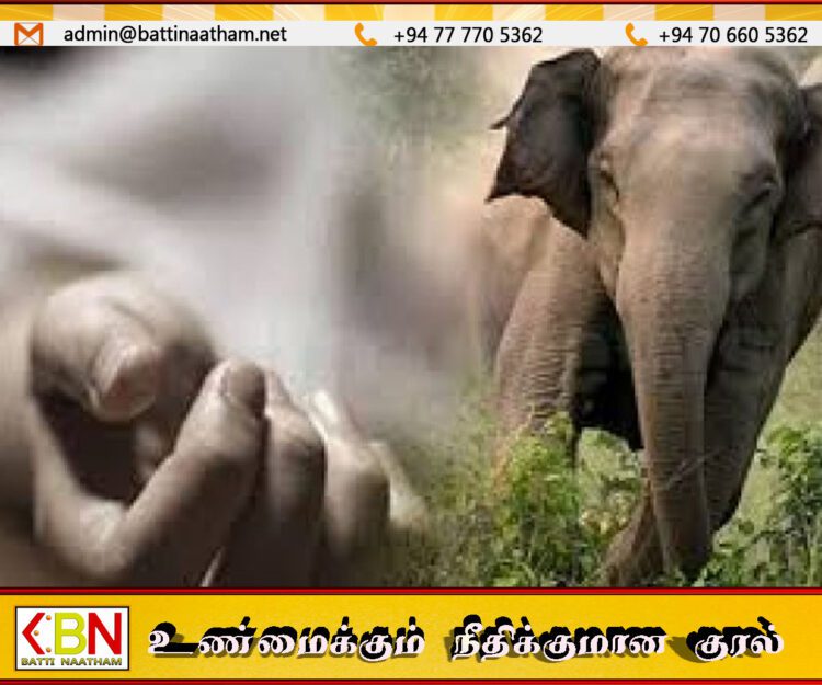 மட்டு மகிழவெட்டுவான் பகுதியில் யானை தாக்கி இளம் தாய் உயிரிழப்பு