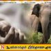 மட்டு மகிழவெட்டுவான் பகுதியில் யானை தாக்கி இளம் தாய் உயிரிழப்பு