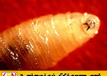 மனித உடல் சதை உண்ணும் ஒட்டுண்ணி; அமெரிக்காவில் ஒருவருக்கு தொற்று உறுதி