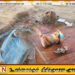 யாழ்ப்பாணம் செம்மணி புதைகுழி சான்றுகள் பொதுமக்கள் பார்வைக்கு; விதிமுறைகள் அறிவிப்பு