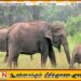 யானை இறப்பு விகிதத்தில் இலங்கை உலகளவில் முதலிடம்