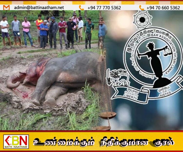 யானைகள் மற்றும் பாதுகாக்கப்பட்ட விலங்குகள் இறப்பு அதிகரிப்பு; இலங்கை சட்டத்தரணிகள் சங்கம் கவலை தெரிவிப்பு