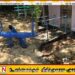 மோசமான நிலையில் காணப்படும் மட்டு வெளிச்சவீட்டு சிறுவர் பூங்கா; பொதுமக்கள் விசனம்