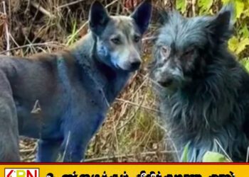 உக்ரைனின் செர்னோபிலில் திடீரென நீலநிறமாக மாறிய நாய்கள்
