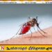 நாட்டில் அதிகரித்து வரும் மலேரியா தோற்று; தொலைபேசி இலக்கமும் அறிமுகம்