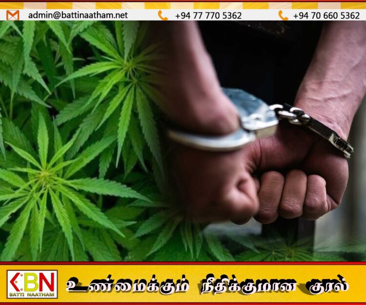 வாடகை வீட்டில் கஞ்சா வளர்த்த வெளிநாட்டவர் கைது