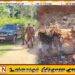 கிளிநொச்சி காட்டுப் பகுதியில் சட்டவிரோதமாக கசிப்பு உற்பத்தியில் ஈடுபட்ட 7 பேர் கைது