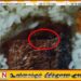 முல்லைத்தீவில் உணவகம் ஒன்றில் வாங்கிய சோற்றில் புழுக்கள்