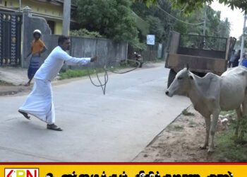 வீதி வீதியாக மாடு பிடித்து திரியும் மட்டு ஏறாவூர் பற்று தவிசாளர்!