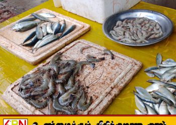 அம்பாறையில் வெள்ள நீரால் பிடிக்கபட்ட அதிகளவான மீன் வகைகள்