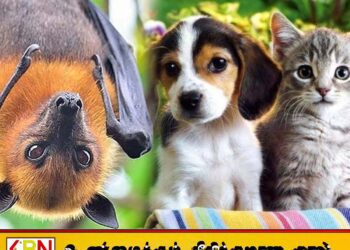 இந்தோனேசிய தலைநகரில் நாய், பூனை மற்றும் வௌவால் இறைச்சி விற்க தடை