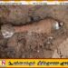 கிரானில் மோட்டார் குண்டு கண்டுபிடிப்பு