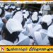 தாதியர்களுக்கு பணிச்சுமையால் மனஅழுத்தம்; தாதியர் சேவை சங்கம் தெரிவிப்பு
