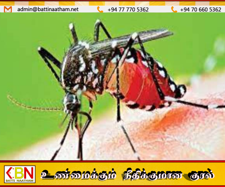 இலங்கையில் டெங்கு பரவல் தீவிரம்; ஒரே நாளில் 1,069 புதிய நோயாளர்கள் பதிவு!