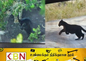 யால பூங்காவில் தென்பட்ட கரும்புலி!