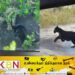 யால பூங்காவில் தென்பட்ட கரும்புலி!