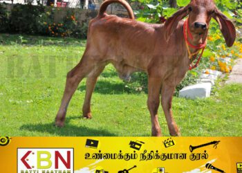 குளோனிங் முறையில் பிறந்த பசுங்கன்று!