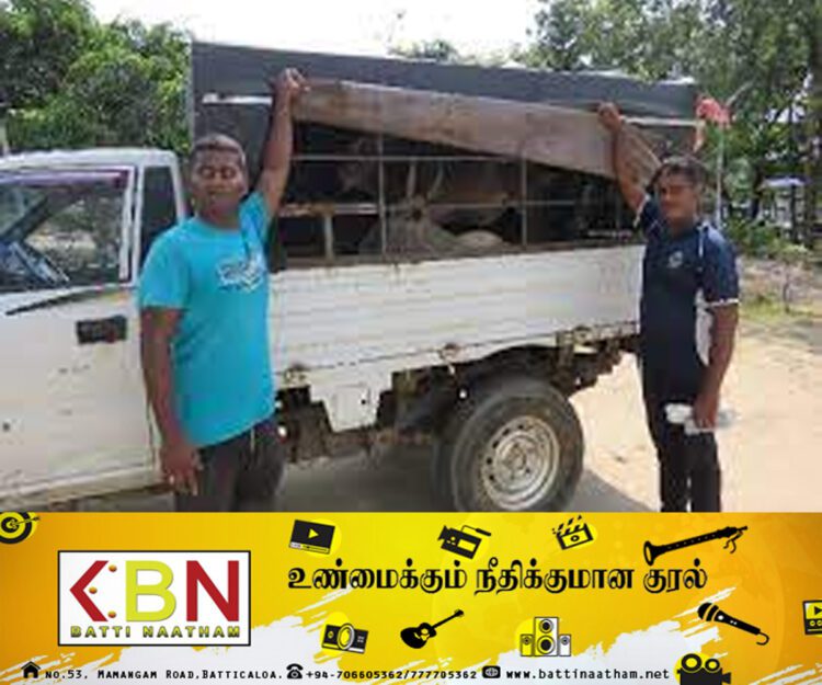சட்டவிரோதமாக மாடுகளை கடத்தியவர்கள் காத்தான்குடியில் கைது!