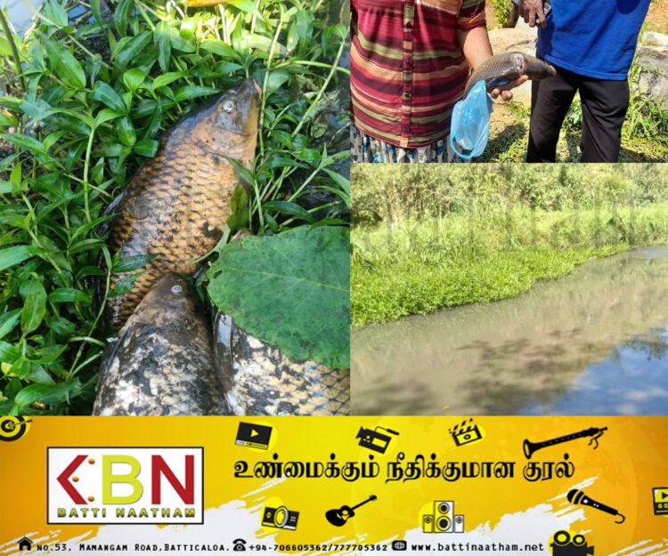 கொத்மலை ஓயாவில் திடீரென இறக்கும் மீன்கள்; பொதுமக்களுக்கு அவசர எச்சரிக்கை!