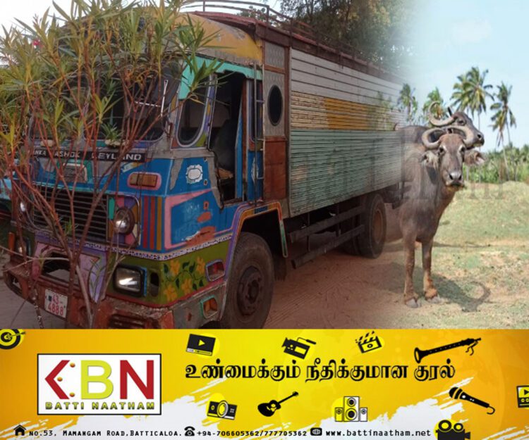 கடத்தப்பட்ட எருமை மாடுகளுடன் காத்தான்குடியில் ஒருவர் கைது!