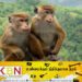 நாங்கள் குரங்குகளை கேட்கவில்லை; சீனா டுவிட்!