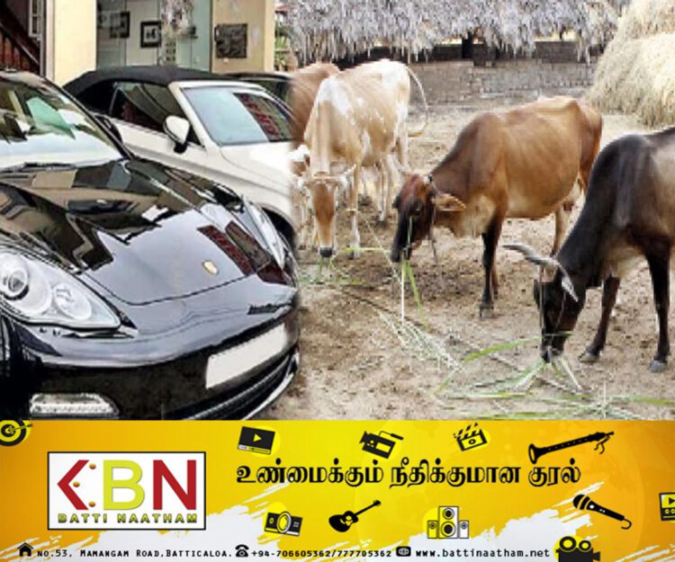 அதிசொகுசு வாகனங்களில் வந்து கறவை பசுக்களை திருடும் கும்பல்!