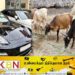 அதிசொகுசு வாகனங்களில் வந்து கறவை பசுக்களை திருடும் கும்பல்!