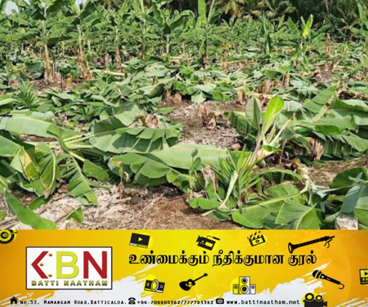 தென் பகுதியில் தமிழர்களுக்கு ஏற்பட்டுள்ள அவல நிலை; குண்டர்களின் அடாவடி!