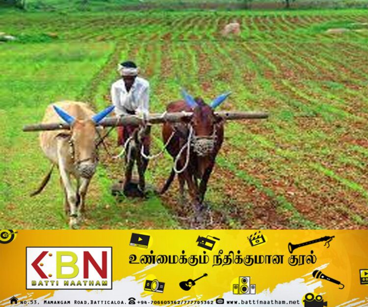 விவசாயிகளிடமிருந்து நெல் கொள்வனவு இன்றிலிருந்து ஆரம்பம்; விவசாய அமைச்சர் மகிந்த அமரவீர!