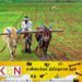விவசாயிகளிடமிருந்து நெல் கொள்வனவு இன்றிலிருந்து ஆரம்பம்; விவசாய அமைச்சர் மகிந்த அமரவீர!