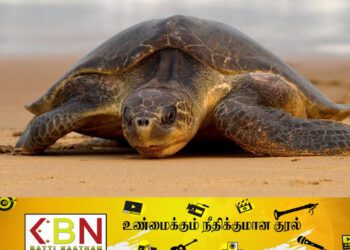 பாணந்துறையில் கரையொதுங்கிய உலகின் மிகப்பெரிய ஆமை இனம்!