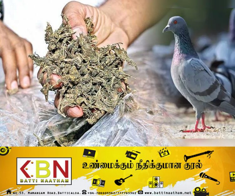புறாக்கள் மூலம் போதைப்பொருள் விற்பனை!