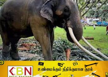 ‘முத்துராஜா’வை வனஜீவராசிகள் திணைக்களம் பொறுப்பேற்காது ; பவித்ரா வன்னியாராச்சி திட்டவட்டம்!