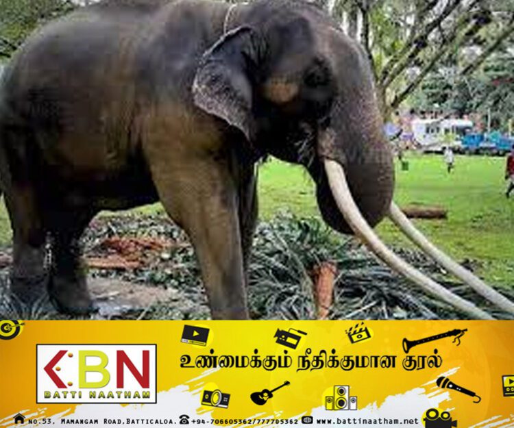 ‘முத்துராஜா’வை வனஜீவராசிகள் திணைக்களம் பொறுப்பேற்காது ; பவித்ரா வன்னியாராச்சி திட்டவட்டம்!