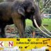‘முத்துராஜா’வை வனஜீவராசிகள் திணைக்களம் பொறுப்பேற்காது ; பவித்ரா வன்னியாராச்சி திட்டவட்டம்!