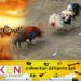 மட்டு வாழைச்சேனை நாவலடி பகுதியில் ஆடுகளம்; 07 பேர் கைது!