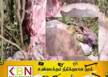 மயிலத்தமடு – மாதவனையில் சினைமாடு அறுத்து கொடூரம்!