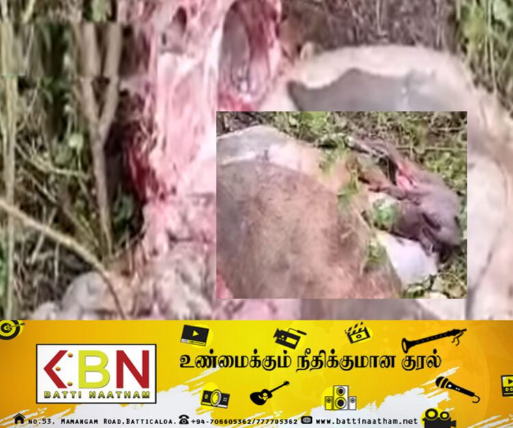 மயிலத்தமடு – மாதவனையில் சினைமாடு அறுத்து கொடூரம்!