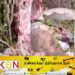 மயிலத்தமடு – மாதவனையில் சினைமாடு அறுத்து கொடூரம்!