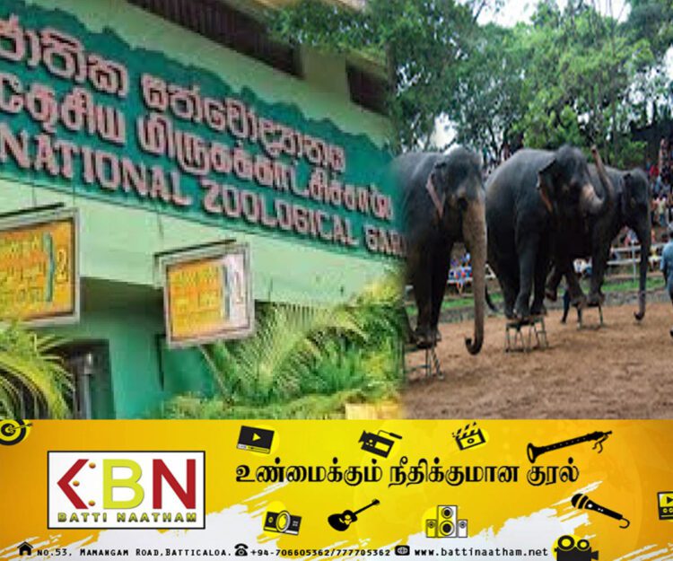 தெஹிவளை தேசிய மிருகக்காட்சிசாலையை இலவசமாக பார்வையிட சிறுவர்களுக்கு வாய்ப்பு!